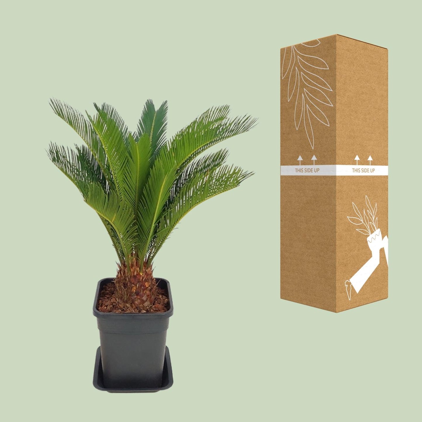 Cycas Revoluta - Ø21cm - ↕70cm