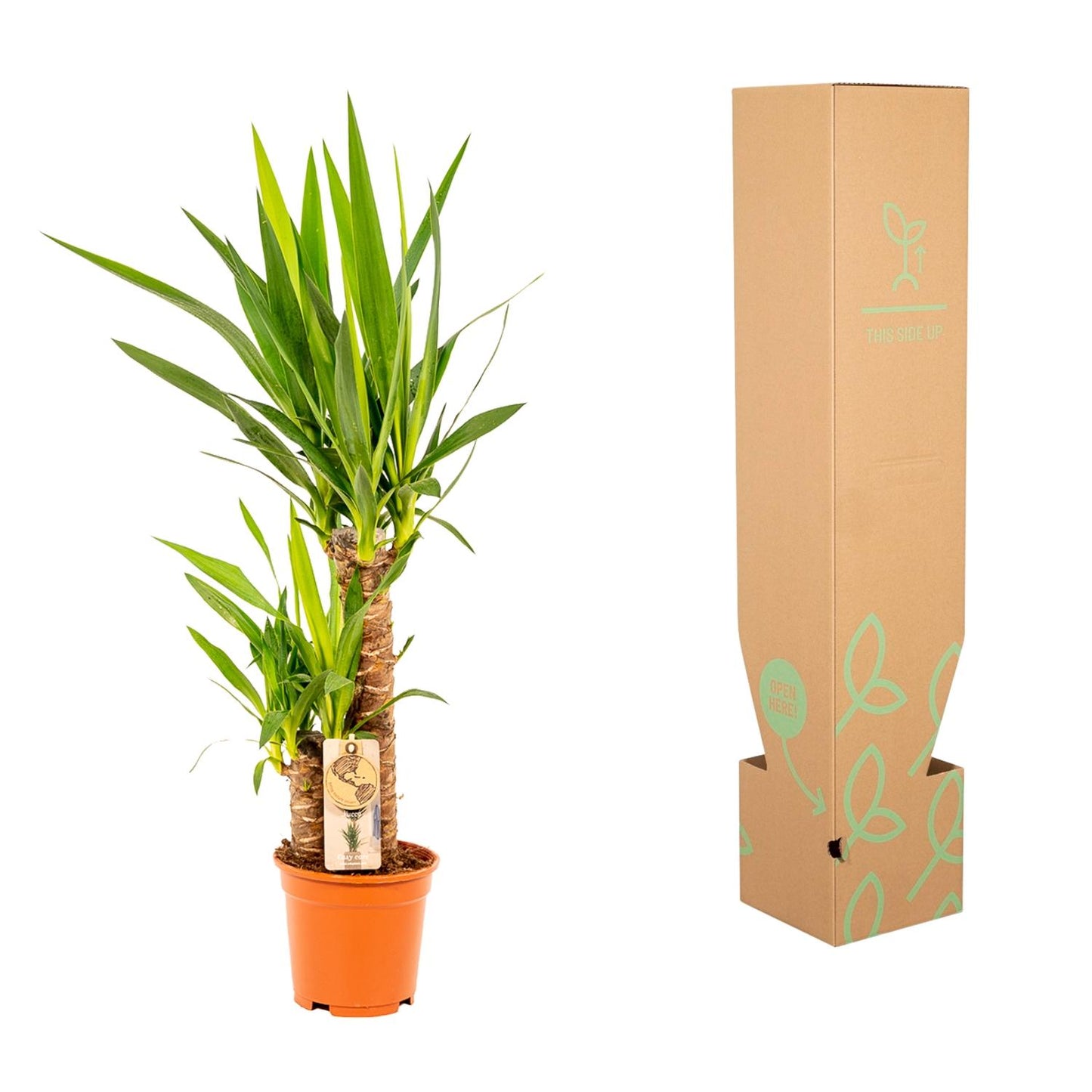 Yucca Palme 90 cm – Pflegeleichte exotische Zimmerpflanze