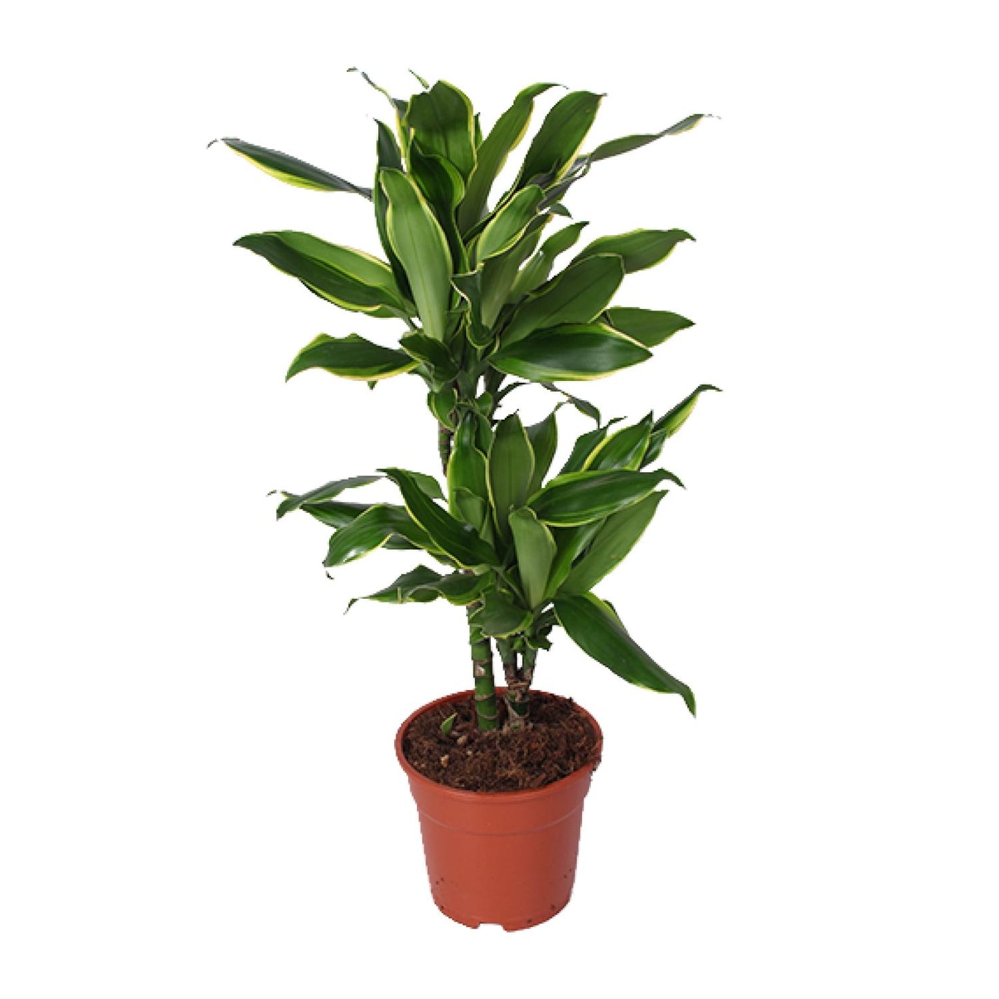 Dracaena Golden Coast - Ø17cm - ↕70cm