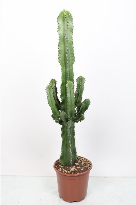 Euphorbia Eritrea - Ø19cm - ↕85cm
