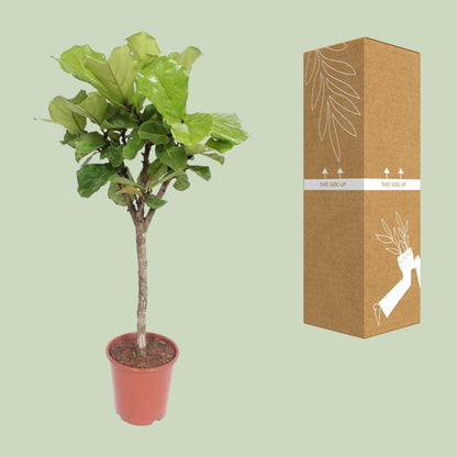 Ficus Lyrata - Ø27cm - ↕120cm