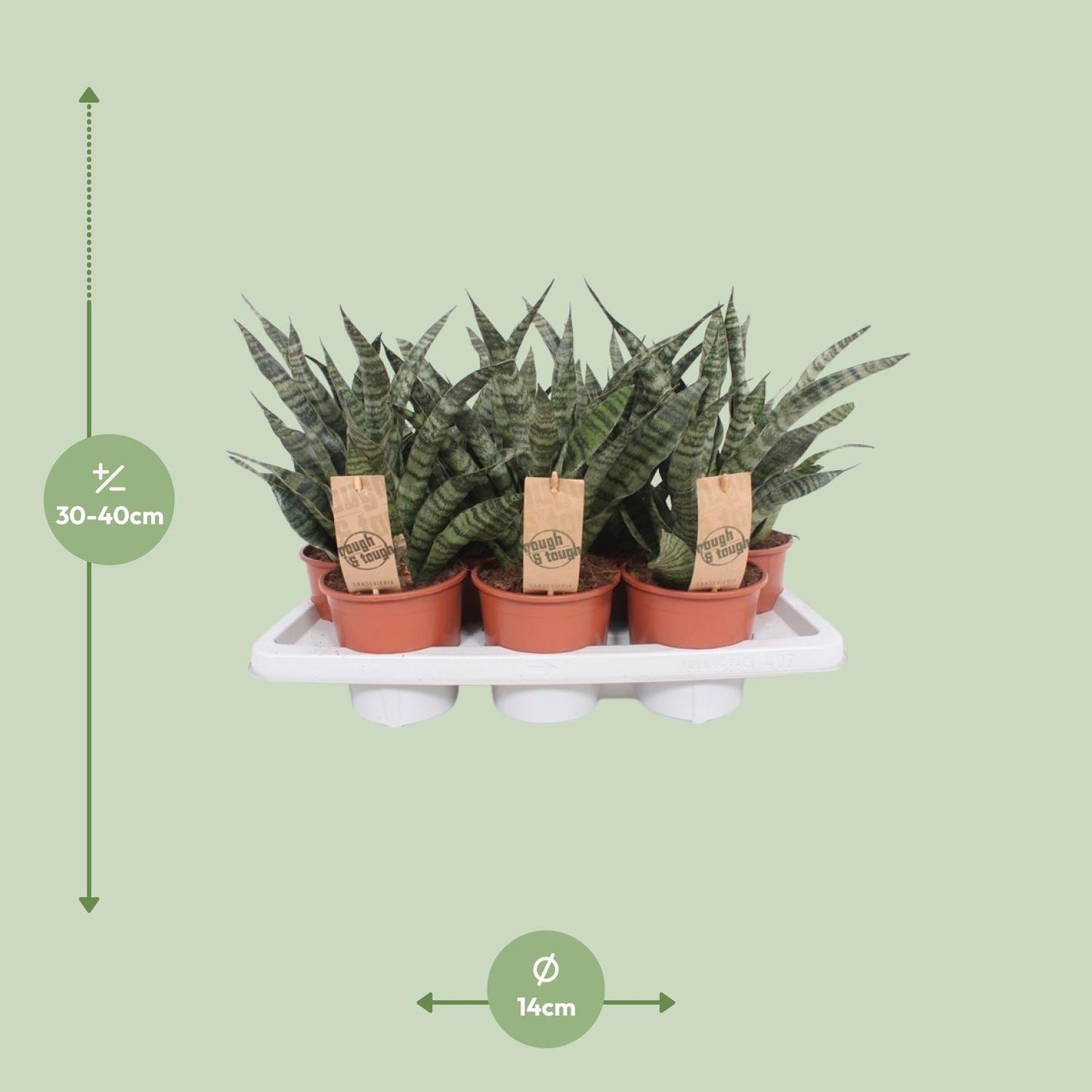 Sansevieria Diamond Green - Ø14cm - ↕40cm