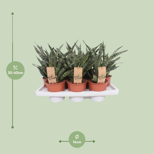 Sansevieria Diamond Green - Ø14cm - ↕40cm