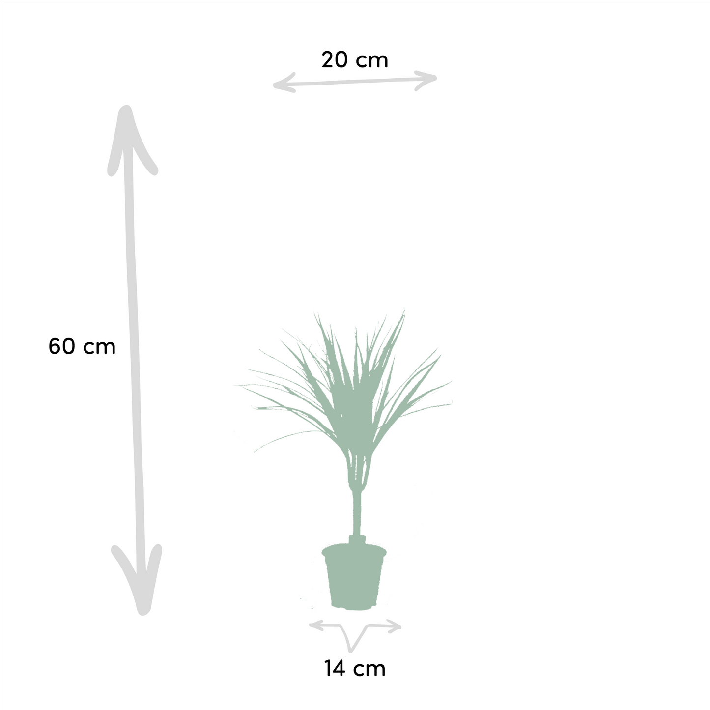 Drachenbaum Duo 60 cm – Luftreinigende Zimmerpflanze