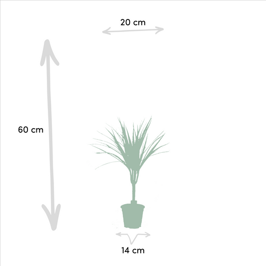 Drachenbaum Duo 60 cm – Luftreinigende Zimmerpflanze