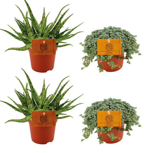 2x Aloe Spider + 2x Pilea Glauca - 4 Stücke - Ø10.5cm - ↕10cm