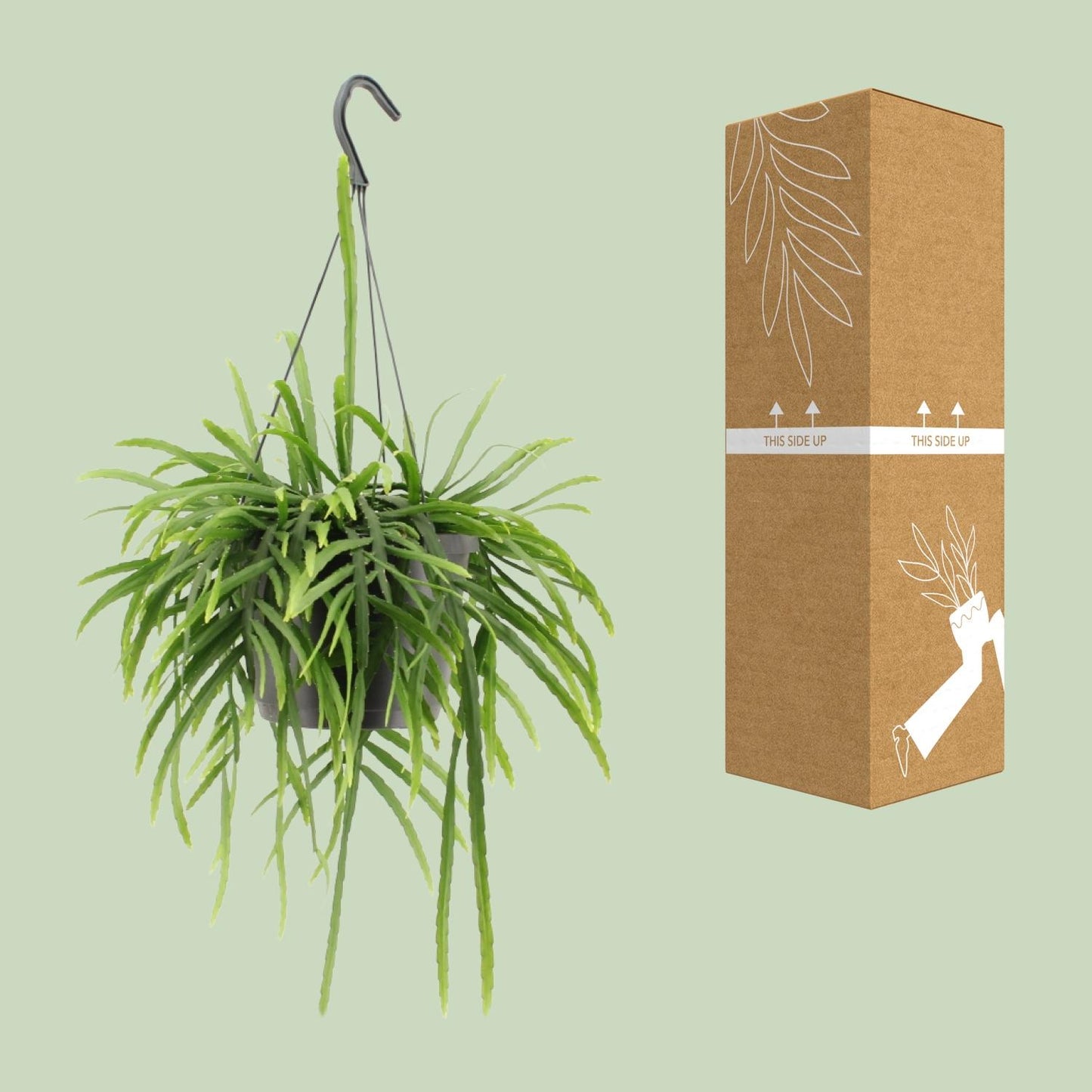 Lepismium Bolivianum - Ø17cm - ↕25cm
