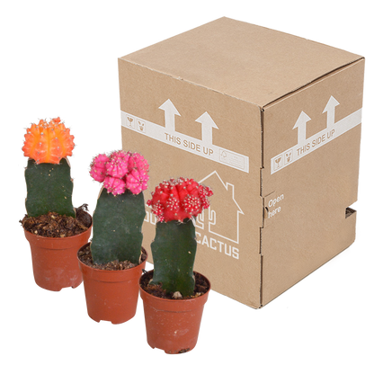 Gymnocalycium Mix 3er Set – Bunte Kakteenveredelung
