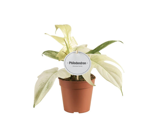 Philodendron Florida Ghost - Ø12cm - ↕30cm