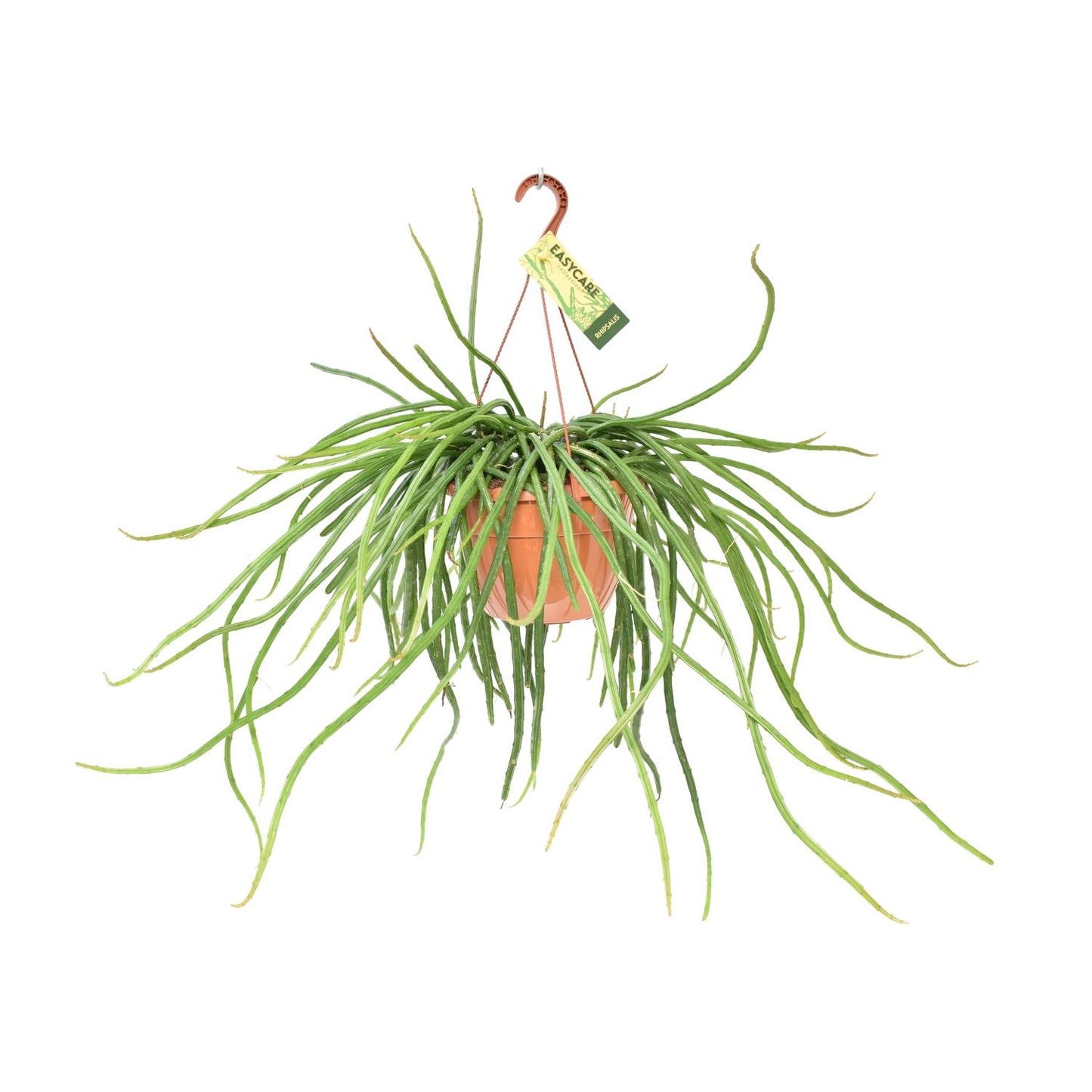 Rhipsalis Selenicereus Wercklei - Ø21cm - ↕50cm