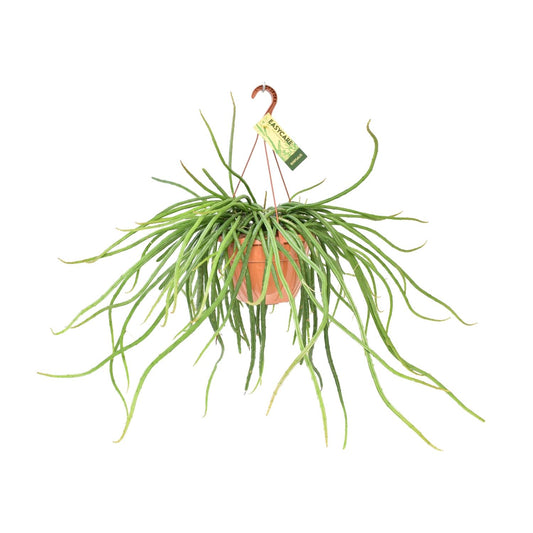 Rhipsalis Selenicereus Wercklei - Ø21cm - ↕50cm