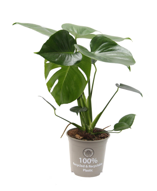 Monstera Delicisosa 15 Cm - Ø15cm - ↕32cm