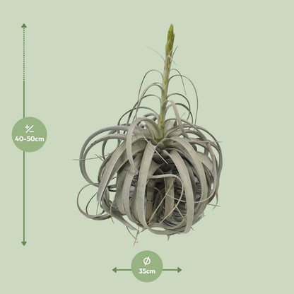 Tillandsia Xerographica - Ø35cm - ↕50cm