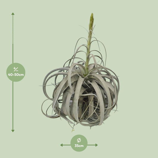 Tillandsia Xerographica - Ø35cm - ↕50cm