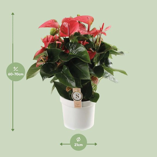 Anthurium Pink Champion - Ø21cm - ↕65cm