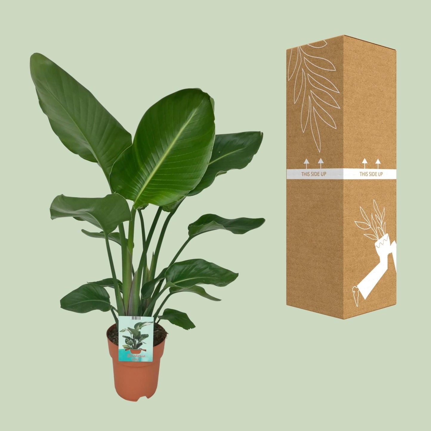Strelitzia Nicolai - Paradiesvogelpflanze - Ø19cm - ↕90cm
