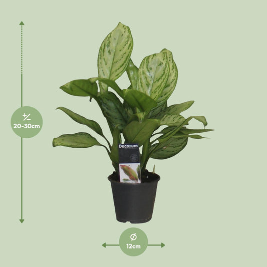 Aglaonema Christina - Ø12cm - ↕30cm