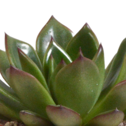 Echeverie Mix 3er Set im Terrakottatopf 8,5 cm