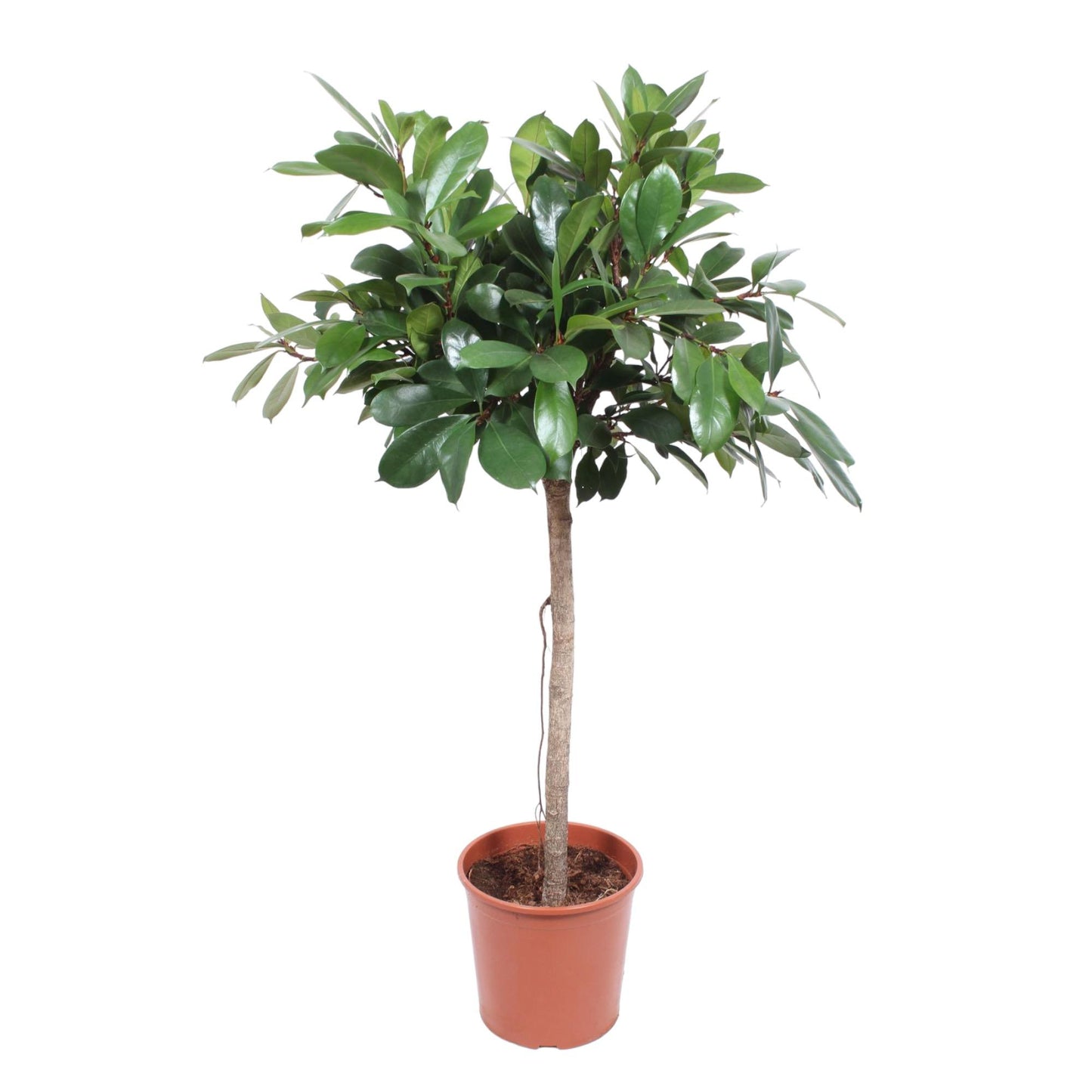 Feigenbaum Cyathistipula – eleganter 150 cm Zimmerbaum
