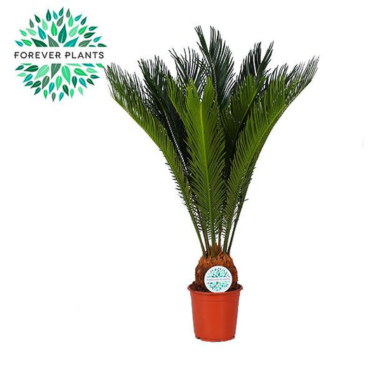 Cycas Revoluta - Ø21cm - ↕80cm