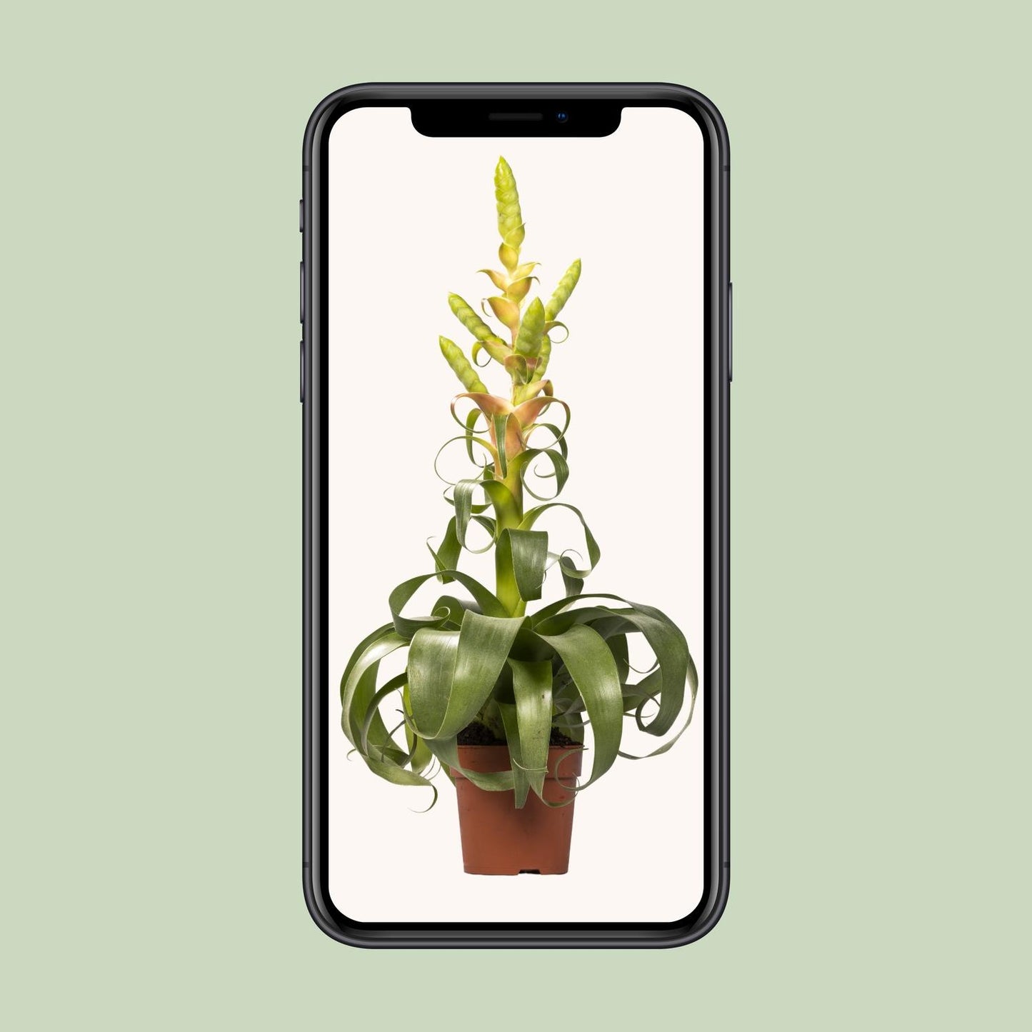 Tillandsia Samantha - Ø12cm - ↕55cm