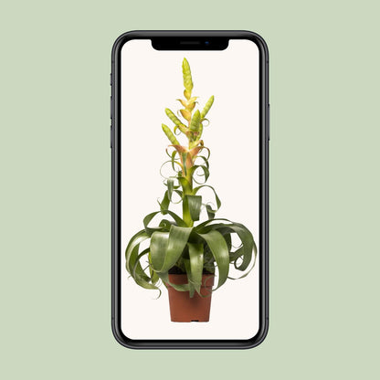 Tillandsia Samantha - Ø12cm - ↕55cm