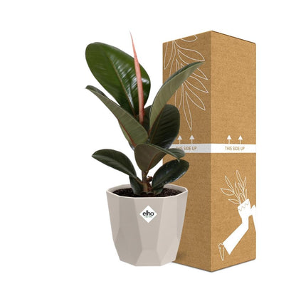 Ficus Elastica ‘Robusta’ in ELHO b.for rock 14 cm warm grey