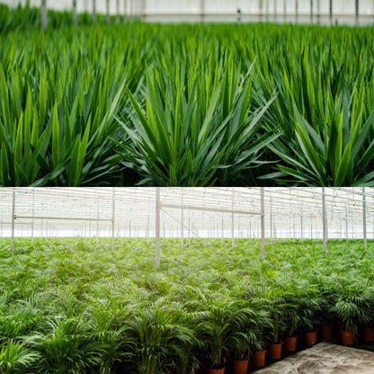 Areca - ↨130cm - Ø24cm + Yucca - ↨100cm - Ø21cm
