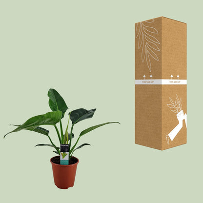 Philodendron Congo Millions - Ø19cm - ↕70cm
