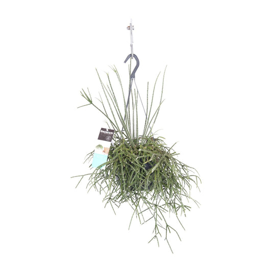 Rhipsalis Pilocarpa - Ø17cm - ↕30cm