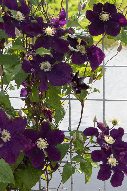 3x - Clematis Warszawska Nike - ↨65cm - Ø15