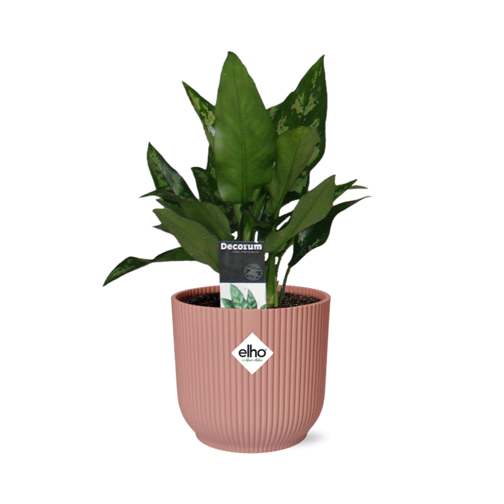 Aglaonema Maria in ELHO Vibes Fold 14cm roze
