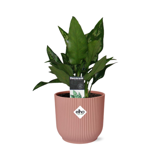 Aglaonema Maria in ELHO Vibes Fold 14cm roze