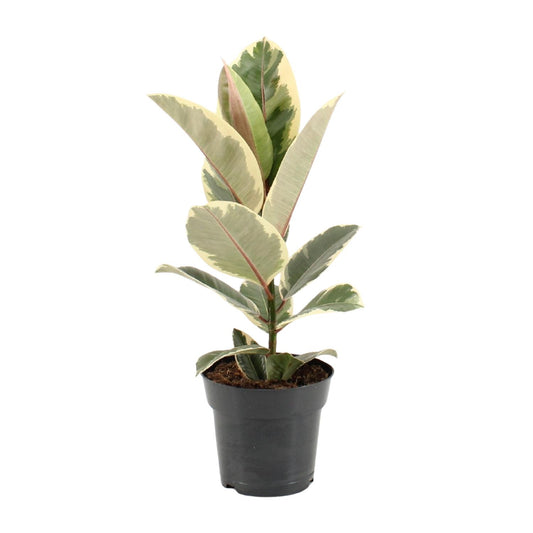 Ficus Elastica Tineke - Ø17cm - ↕55cm