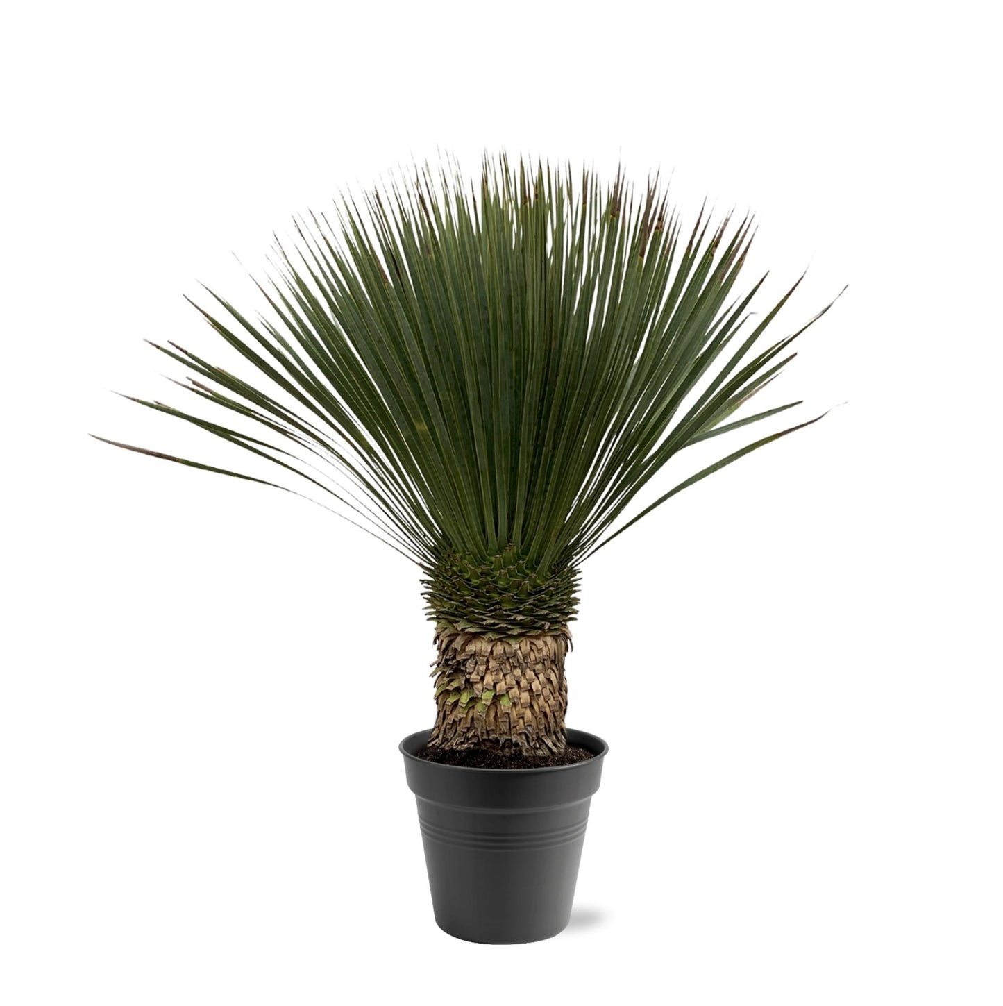 Yucca Rostrata – Blaue Yucca Palme 80-100 cm