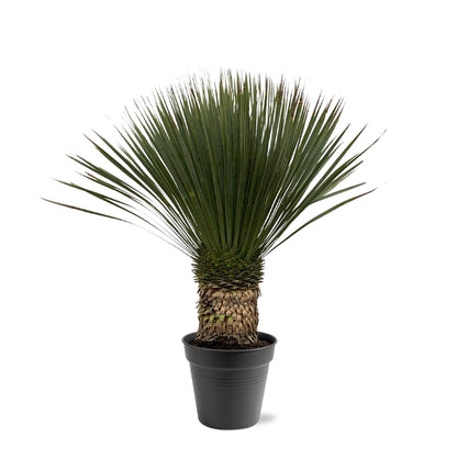 Yucca Rostrata – Blaue Yucca Palme 80-100 cm