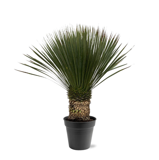 Yucca Rostrata – Blaue Yucca Palme 80-100 cm