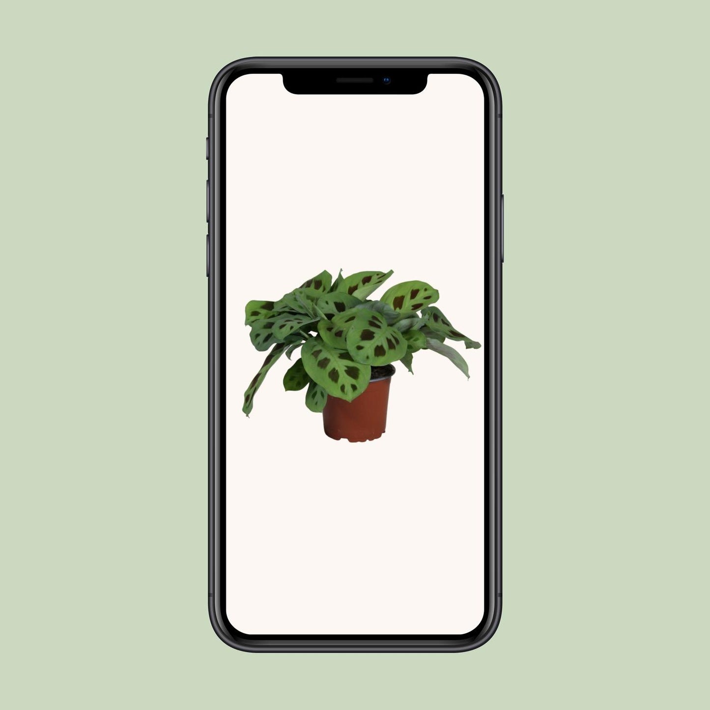 PROMO - Maranta Leuconeura Kerchoveana - Ø12cm - ↕30cm