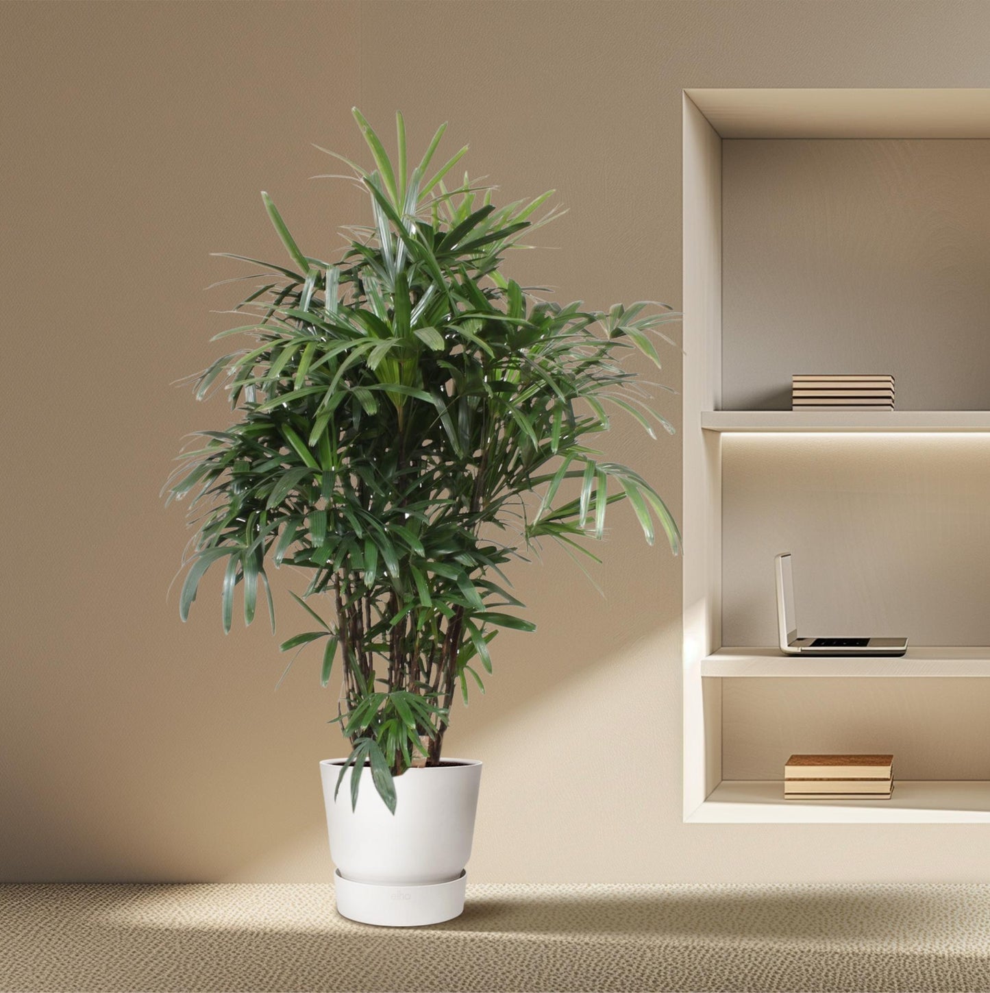 Damenpalme 190 cm – Elegante, pflegeleichte Zimmerpflanze