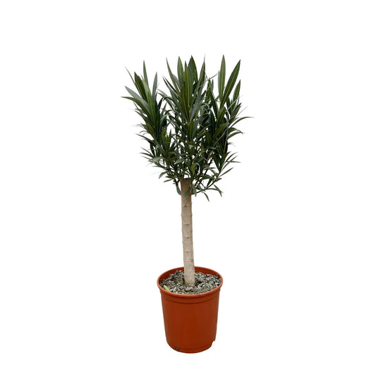 Oleander am Stamm Rosa – Mediterrane Kübelpflanze 110 cm