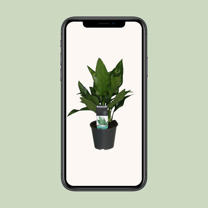Aglaonema Maria - Ø12cm - ↕50cm