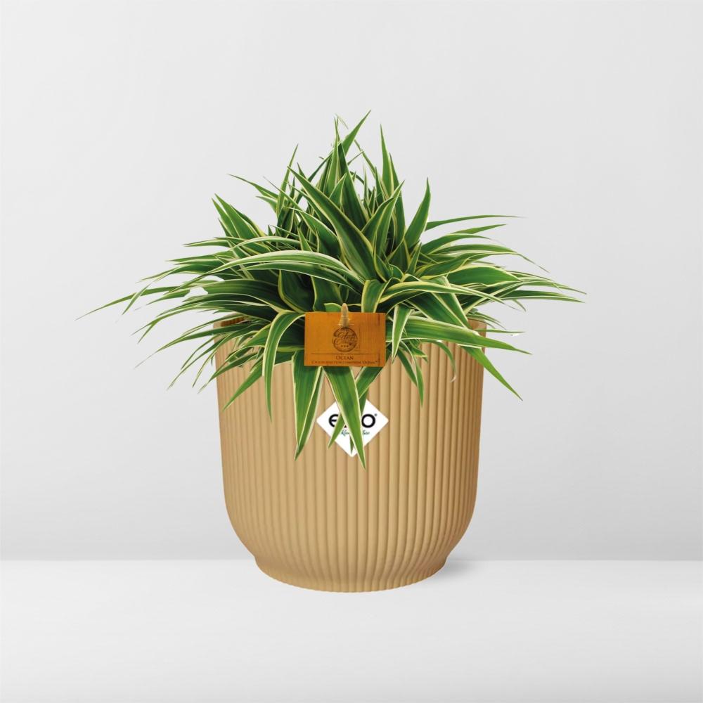 Chlorophytum Ocean 15cm in ELHO Vibes Fold 16cm round geel