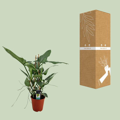 Philodendron Grey - Ø19cm - ↕75cm