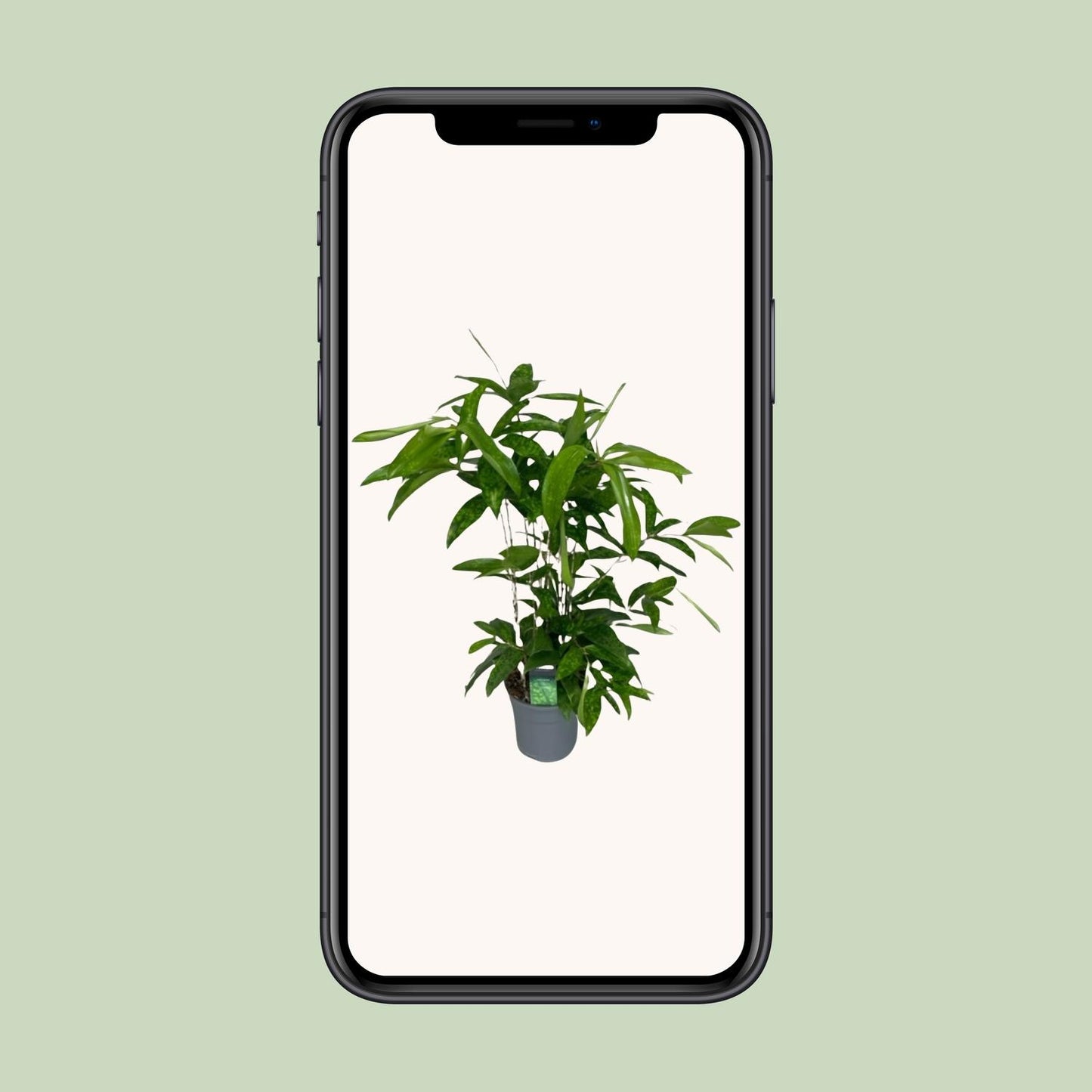 Dracaena Surculosa - Ø17cm - ↕60cm