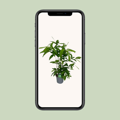 Dracaena Surculosa - Ø17cm - ↕60cm