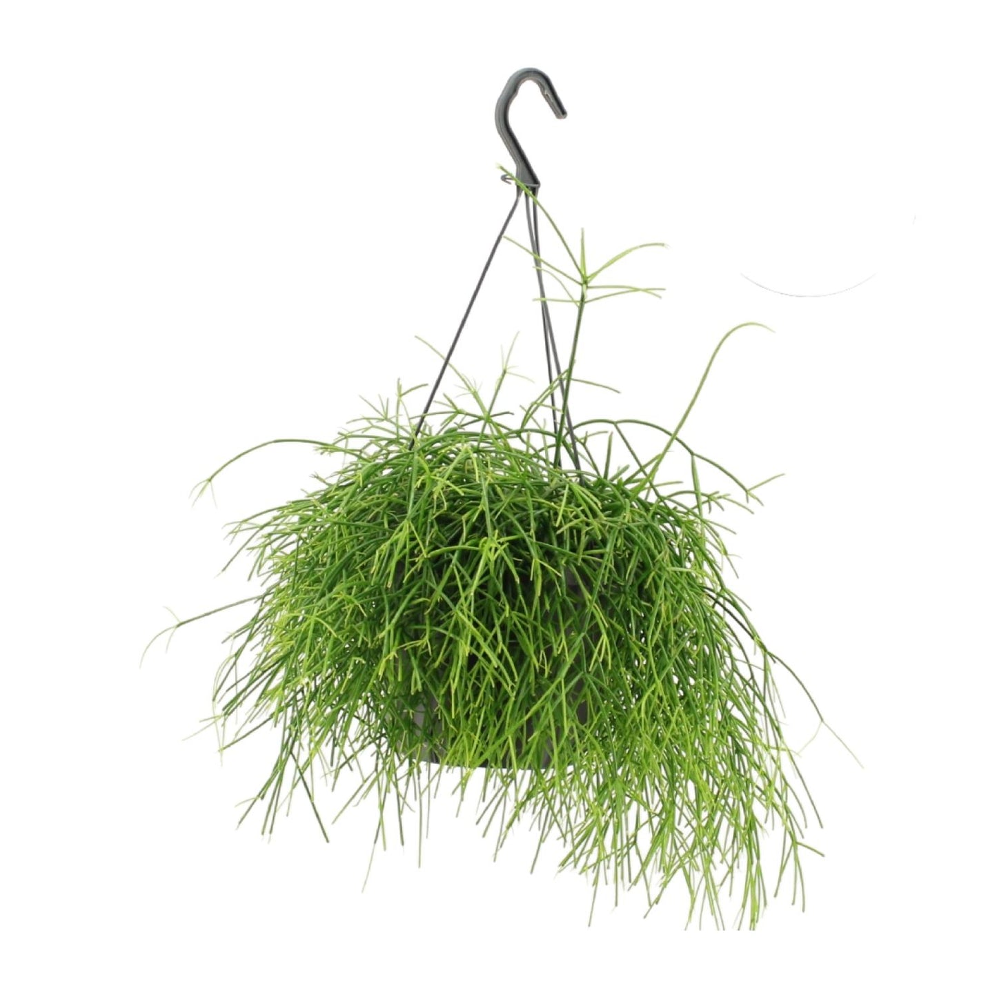 Rhipsalis Oasis - Ø17cm - ↕25cm