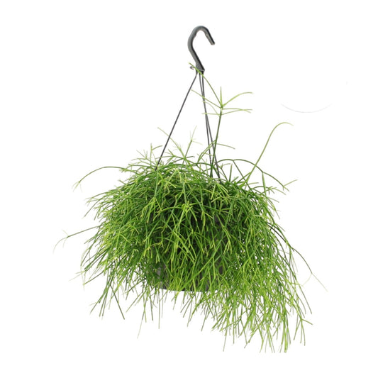 Rhipsalis Oasis - Ø17cm - ↕25cm