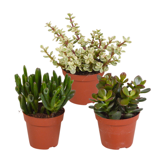 Dickblatt Mix 8,5 cm – 3er Set pflegeleichte Sukkulenten