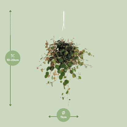 Peperomia Pepperspot - Ø11cm - ↕20cm