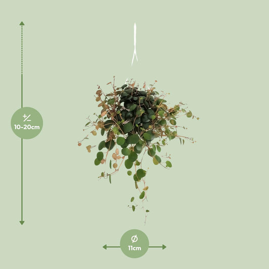Peperomia Pepperspot - Ø11cm - ↕20cm